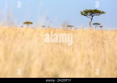 Colpo di livello basso di erba rossa-avena e alberi di acacia nel Masai Mara, Kenia. All'inizio dell'estate l'erba è rigogliosa e molto prima delle mandrie di migratori Foto Stock