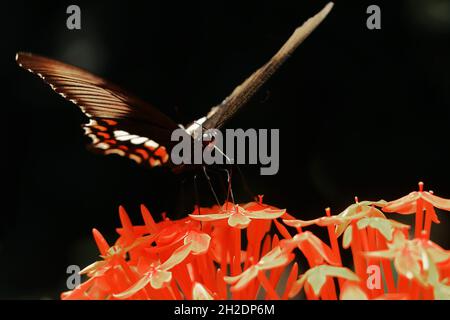 femmina farfalla mormone comune (papilio polytes) che volano sopra il fiore Foto Stock