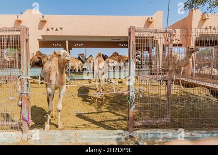 Gabbie di cammello al mercato degli animali di al Ain, Emirati Arabi Uniti Foto Stock