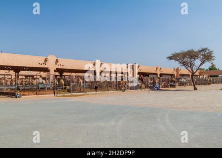 Gabbie di cammello al mercato degli animali di al Ain, Emirati Arabi Uniti Foto Stock