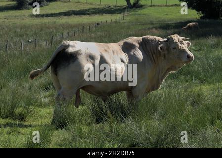 Il toro bianco di Charolais nel suo prato, custode della mandria Foto Stock