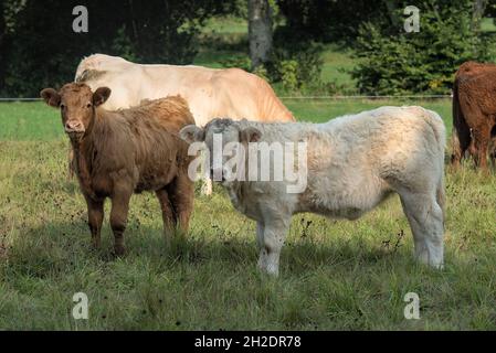 Vitelli di razza mista Charolais e Salers, bianchi e marroni Foto Stock