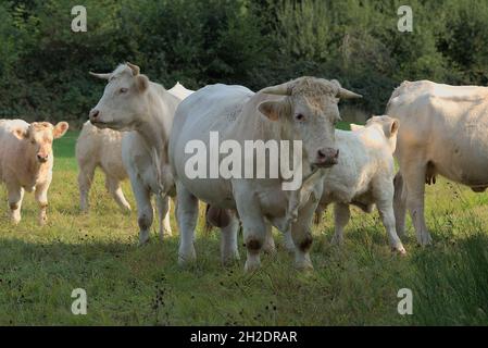 Il toro bianco di Charolais nel suo prato, custode della mandria Foto Stock