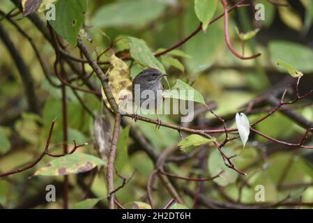 Primo piano immagine di una telecamera di fronte a una Dunnock (Prunella modularis) mentre è appollaiato su Twigs contro un sfondo verde d'autunno in Inghilterra, Regno Unito Foto Stock