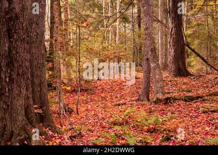 Caduta foglie che sono caduti e coprire il pavimento della foresta Foto Stock