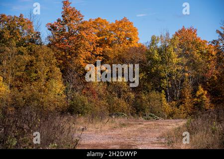 Una strada che conduce ad una linea di alberi di caduta Foto Stock