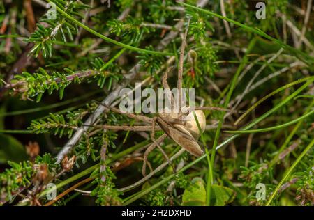 Ragno femminile del nastro del nursery, Pisaura mirabilis, che trasporta la sfera delle uova prima della schiusa sul moorland di Exmoor. Foto Stock