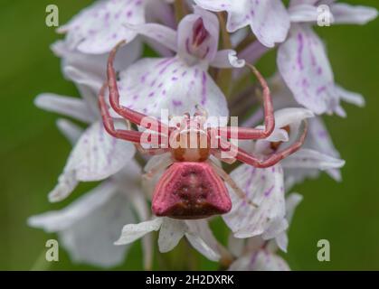 Femmina di granchio rosa Spider, Thomisus onustus in attesa su Heath Spoted Orchid, brughiera Dorset. Foto Stock