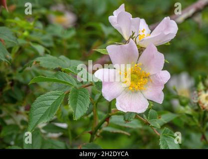 Ghiandolare cane-rosa, rosa squarrosa in fiore sul Dorset strada. Foto Stock