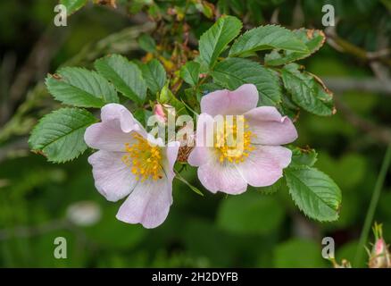 Ghiandolare cane-rosa, rosa squarrosa in fiore sul Dorset strada. Foto Stock