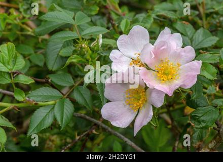 Ghiandolare cane-rosa, rosa squarrosa in fiore sul Dorset strada. Foto Stock