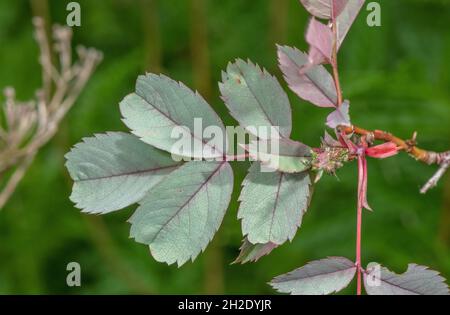 Foglie di Rosa rossa, Rosa glauca. Foto Stock