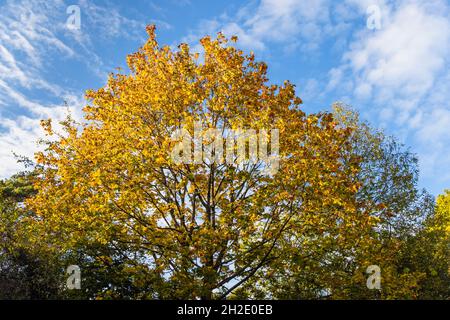 Una corona di alberi di Sycamore (Acer pseudoplatanus) in colore giallo dorato autunno lascia sotto un cielo blu con le nuvole in autunno a Surrey, nel sud-est dell'Inghilterra Foto Stock