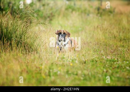 Marrone nero bianco Boxer cane sdraiato in erba guardando il fotografo circonda con sfocato primo piano e sfondo al centro dell'immagine Foto Stock
