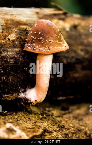 Un fungo velenoso, molto probabilmente un Panther Cap, che cresce accanto ad un ceppo morto Foto Stock