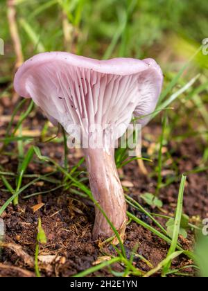 Un fungo selvatico a forma di imbuto rosa che cresce su un prato. Foto Stock