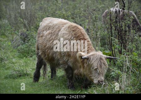 Immagine Whole Body del bestiame delle Highland che pascola in una riserva naturale in Staffordshire, Regno Unito in ottobre Foto Stock