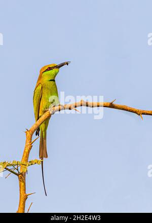 Green Bee Eater con un'ape per il suo cibo al mattino Foto Stock