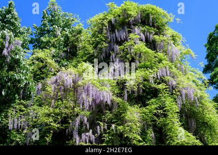 Primo piano di molti fiori di Wisteria blu chiaro e grandi foglie verdi verso il cielo blu chiaro in un giardino in una giornata di primavera soleggiata, bella floreale all'aperto Foto Stock