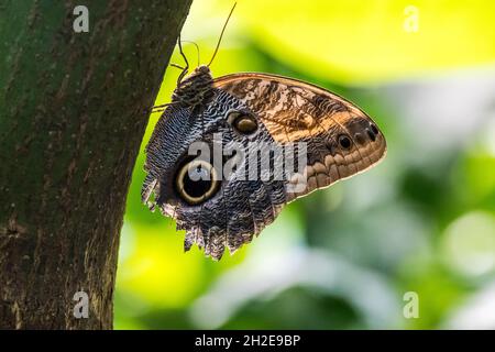 grande farfalla monarca di owlet luminoso appeso su un albero Foto Stock