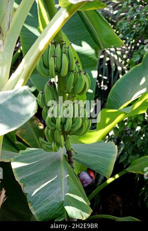 Mazzo di banane verdi, non mature su banana tree Foto Stock