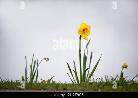 singolo giallo narciso fiore in piedi su erba in cielo chiaro Foto Stock