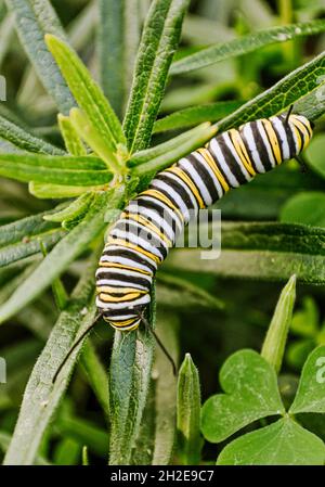 Primo piano di Monarch caterpillar (Danaus plexippus) che si nutrono di foglie di munghie. Foto Stock