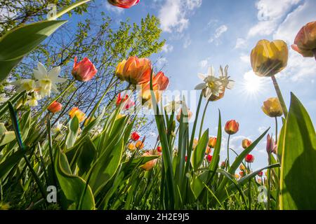 vista su un sacco di fiori contro blu cielo Foto Stock