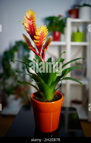 Vaso Vriesea Bromeliia fiore standard in piena fioritura di fronte ad un fiore stand. Scatto interno accogliente con fiori sfocati sullo sfondo Foto Stock