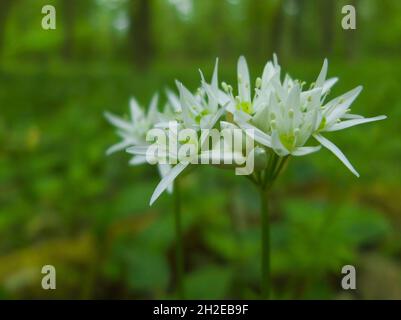 Aglio selvatico (Allium ursinum) fiorito nella foresta di primavera - primo piano dei suoi fiori bianchi Foto Stock