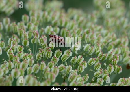 bug a righe rosse su un tappeto in fiore Foto Stock