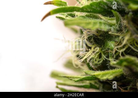 Macro dettaglio del germoglio di una pianta di cannabis Skunk isolata su bianco Foto Stock