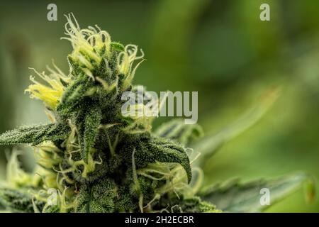 Dettaglio macro del germoglio di una pianta di cannabis Skunk Foto Stock