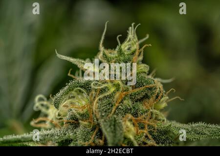 Dettaglio macro del germoglio di una pianta di cannabis Skunk Foto Stock