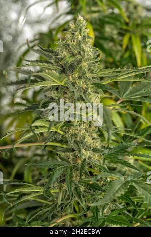 Dettaglio macro del germoglio di una pianta di cannabis Skunk Foto Stock