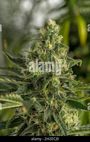Dettaglio macro del germoglio di una pianta di cannabis Skunk Foto Stock