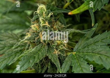 Dettaglio macro del germoglio di una pianta di cannabis Skunk Foto Stock