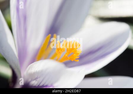 Crochi annunciano l'arrivo della primavera. 90 specie. 3 stami, 1 stile come contrari a tossico "croco d'Autunno" ( Colchicum ) con 6 stami e 3 stili. Foto Stock