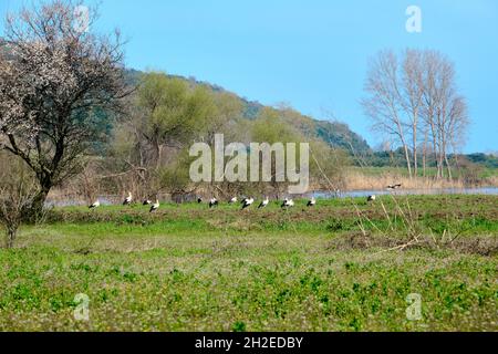 Foresta della pianura nel Karacabey Bursa molti e gruppi di uccelli pellicani cicogna nera e bianca sul campo agricolo verde vicino al fiume e gli alberi. Foto Stock