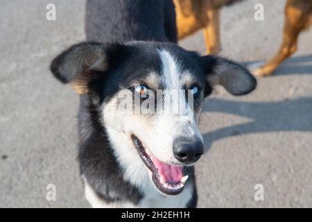 ritratto di un cane nero con occhi diversi Foto Stock