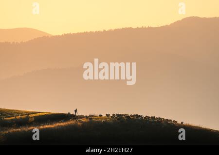 Silhouette di pastore con mandria di pecore, cani sulla collina Foto Stock