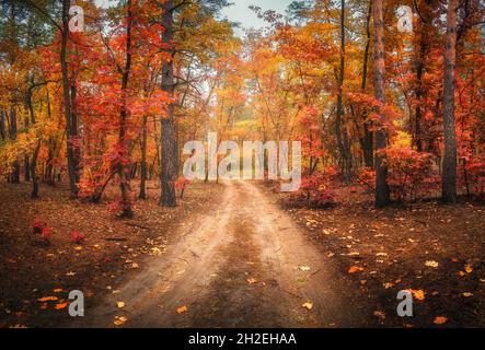 Strada sterrata in autunno foresta in nebbia. Foresta di nebbia rossa Foto Stock