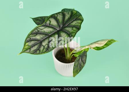 Esotica 'Alocasia Baginda Dragon Scale' casalinga in vaso di fiori su sfondo verde menta Foto Stock