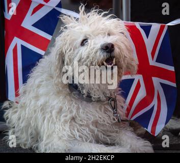 Carino cane da compagnia bianco con bandiere Union Jack. Foto Stock
