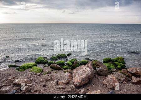 Mare Mediterraneo con alghe a El Prat de Llobregat (Barcellona). Foto Stock