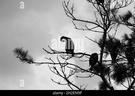 Due cormorani appoggiati su un ramo di un grande pino Foto Stock