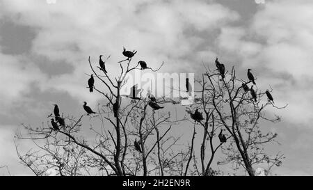 Un gregge di cormorani poggiato su un grande ramo d'albero appassito in inverno Foto Stock