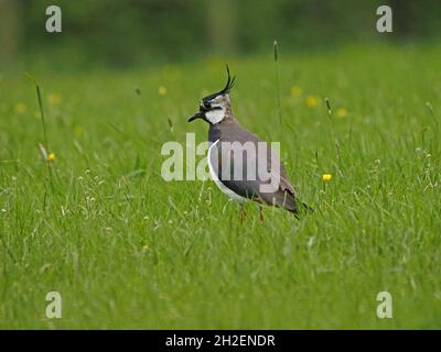 Nord Lapwing Peewit o Lapwing Verde (Vanellus vanellus) con cresta a vento in altopiano erboso nel Nord Pennines di Cumbria, Inghilterra, Regno Unito Foto Stock