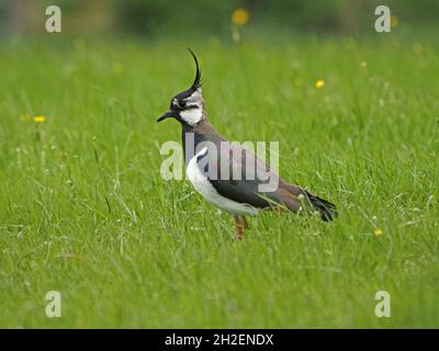 Nord Lapwing Peewit o Lapwing Verde (Vanellus vanellus) con cresta a vento in altopiano erboso nel Nord Pennines di Cumbria, Inghilterra, Regno Unito Foto Stock