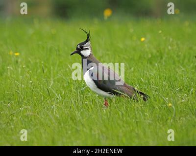 Nord Lapwing Peewit o Lapwing Verde (Vanellus vanellus) con cresta a vento in altopiano erboso nel Nord Pennines di Cumbria, Inghilterra, Regno Unito Foto Stock